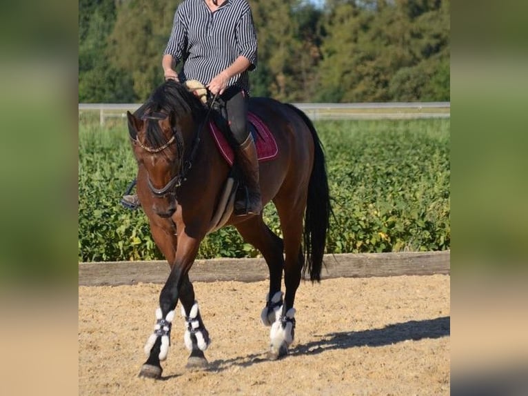 Oldenbourg Jument 6 Ans 168 cm Bai in Vohenstrauß