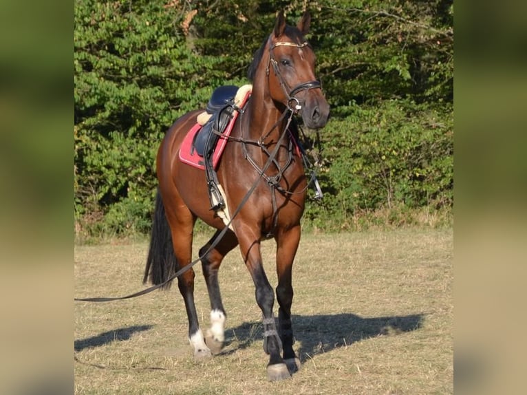 Oldenbourg Jument 6 Ans 168 cm Bai in Vohenstrauß
