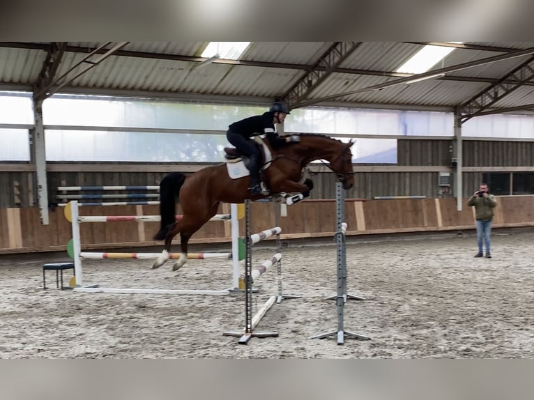 Oldenbourg Jument 6 Ans 168 cm Bai in Simmershofen