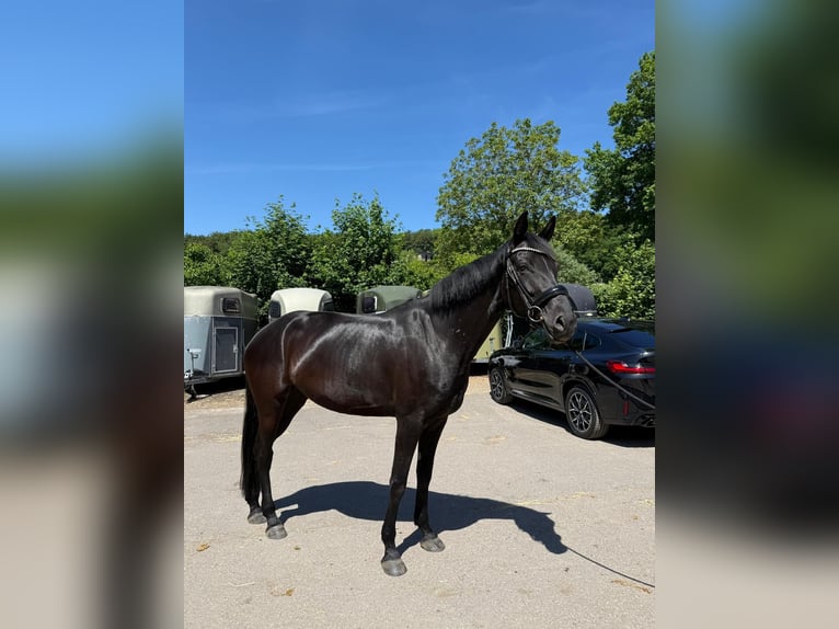 Oldenbourg Jument 6 Ans 168 cm  in Neuwied