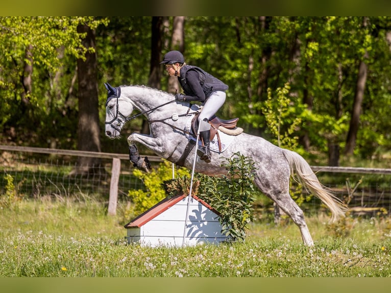 Oldenbourg Jument 6 Ans 168 cm Gris pommelé in Griesheim