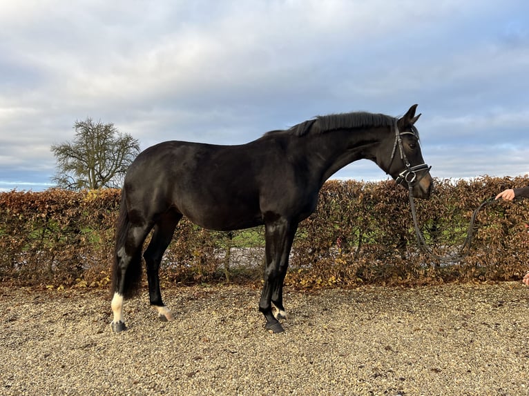 Oldenbourg Jument 6 Ans 168 cm Noir in Besigheim