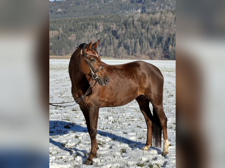 Oldenbourg Jument 6 Ans 169 cm Alezan brûlé in Schlins