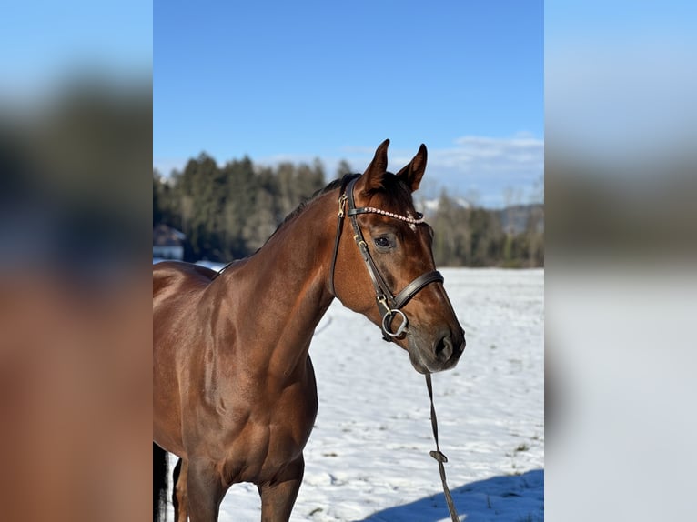 Oldenbourg Jument 6 Ans 169 cm Alezan brûlé in Schlins