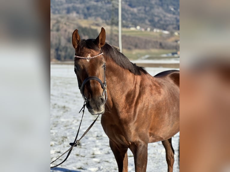 Oldenbourg Jument 6 Ans 169 cm Alezan brûlé in Schlins