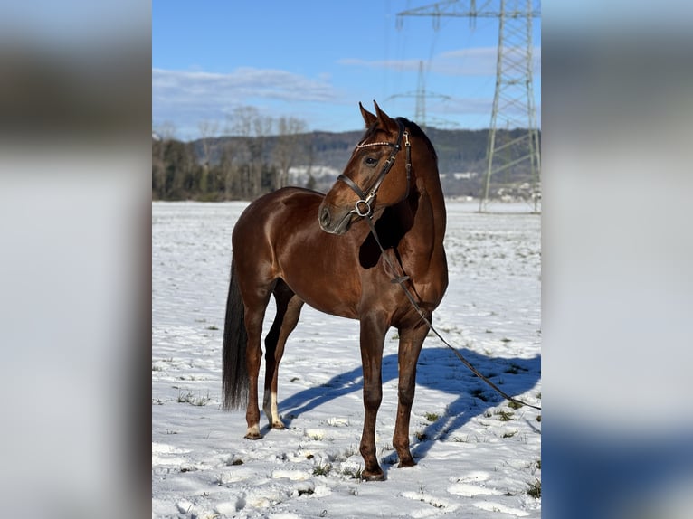Oldenbourg Jument 6 Ans 169 cm Alezan brûlé in Schlins