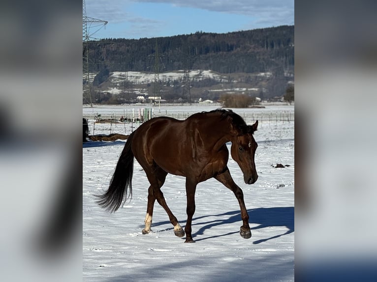 Oldenbourg Jument 6 Ans 169 cm Alezan brûlé in Schlins
