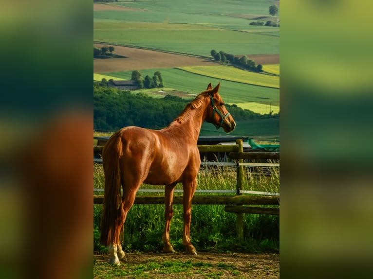Oldenbourg Jument 6 Ans 169 cm Alezan in Lonnig