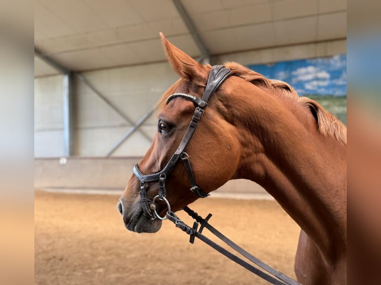 Oldenbourg Jument 6 Ans 169 cm Alezan in Lonnig