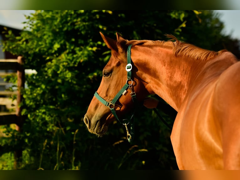 Oldenbourg Jument 6 Ans 169 cm Alezan in Lonnig