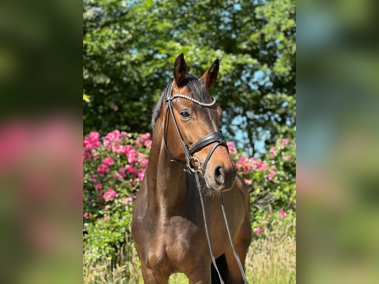 Oldenbourg Jument 6 Ans 169 cm Bai in Dorsten