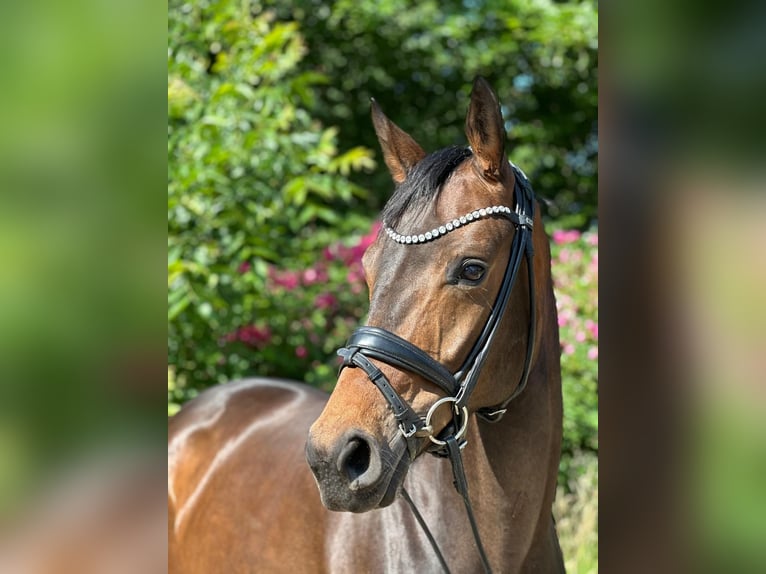 Oldenbourg Jument 6 Ans 169 cm Bai in Dorsten