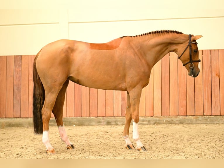 Oldenbourg Jument 6 Ans 169 cm  in Bladel