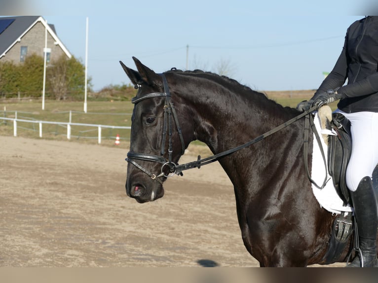 Oldenbourg Jument 6 Ans 169 cm Noir in Ganschow