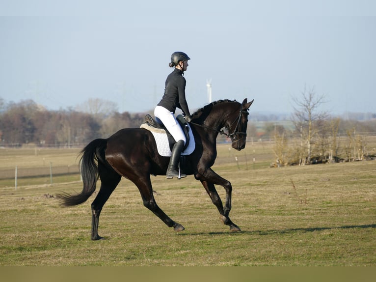 Oldenbourg Jument 6 Ans 169 cm Noir in Ganschow