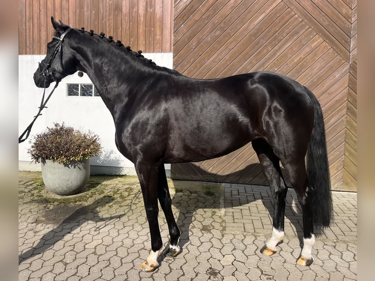 Oldenbourg Jument 6 Ans 169 cm Noir in Mettmann