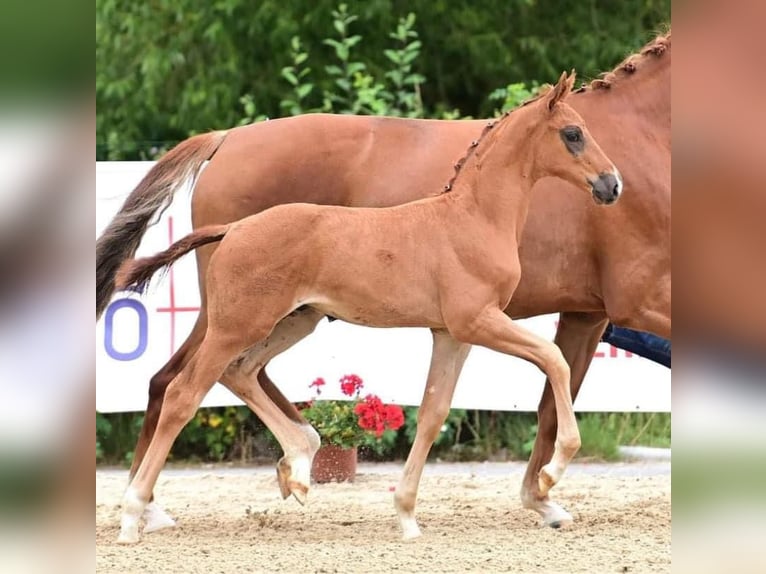 Oldenbourg Jument 6 Ans 170 cm Alezan in Homberg (Ohm)