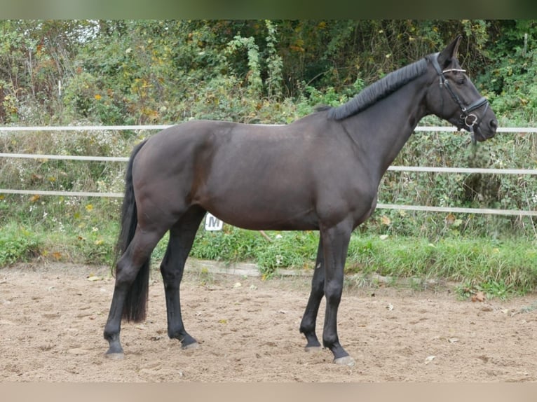 Oldenbourg Jument 6 Ans 170 cm Bai brun foncé in Eckenroth