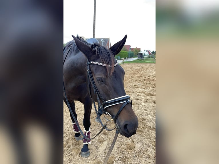 Oldenbourg Jument 6 Ans 170 cm Bai brun foncé in Wusterhusen