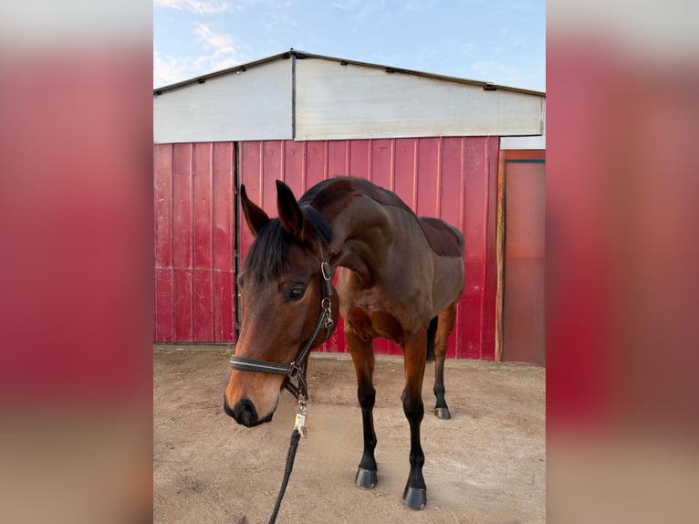 Oldenbourg Jument 6 Ans 170 cm Bai in Loipersbach im Burgenland