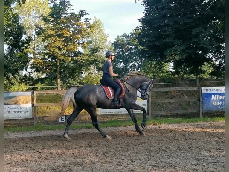 Oldenbourg Jument 6 Ans 170 cm Gris pommelé in Hinte