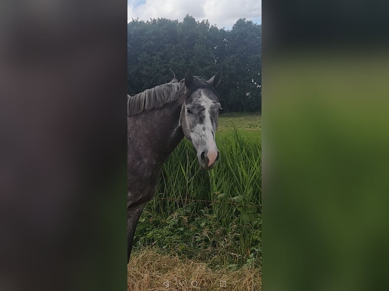 Oldenbourg Jument 6 Ans 170 cm Gris pommelé in Hinte