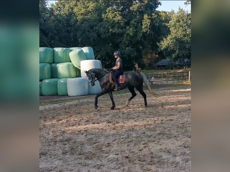 Oldenbourg Jument 6 Ans 170 cm Gris pommelé in Hinte