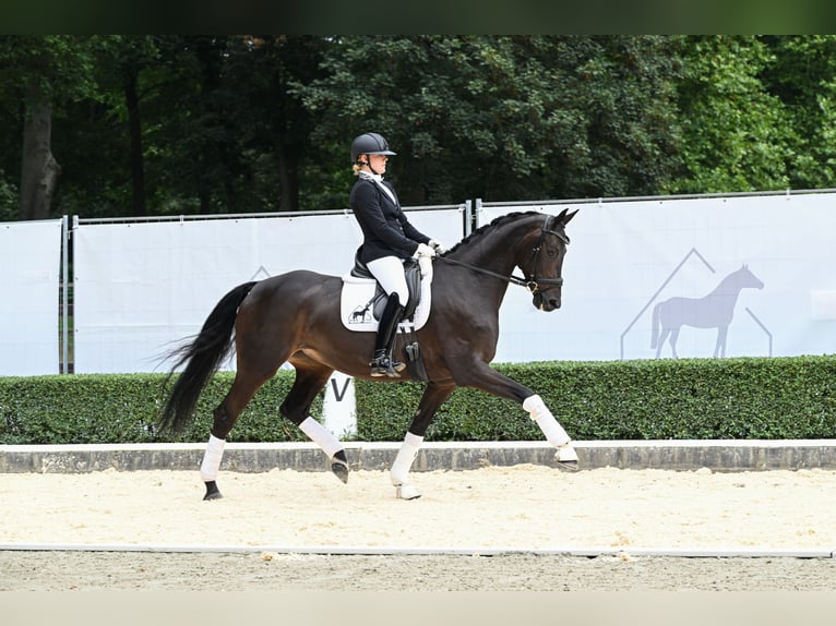 Oldenbourg Jument 6 Ans 170 cm Noir in Bad Bevensen