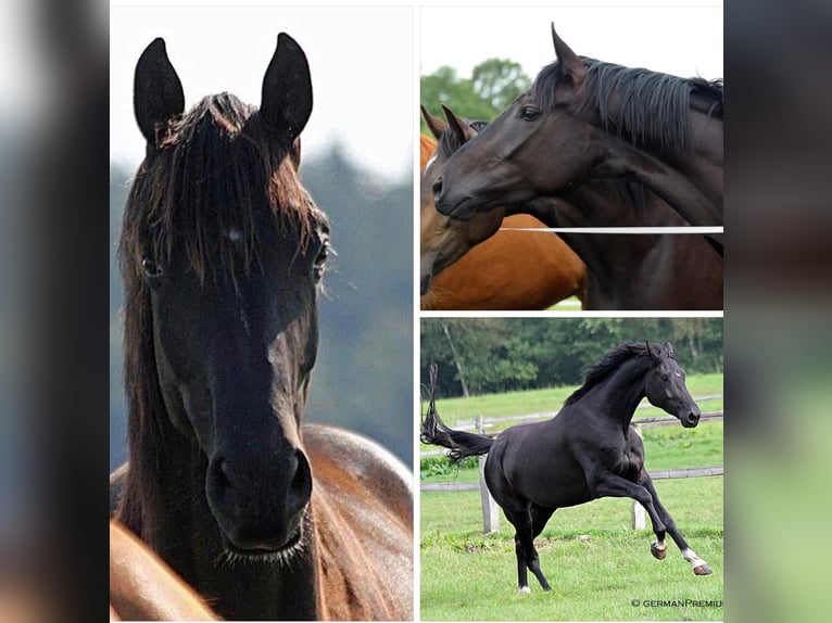 Oldenbourg Jument 6 Ans 170 cm Noir in Vechta