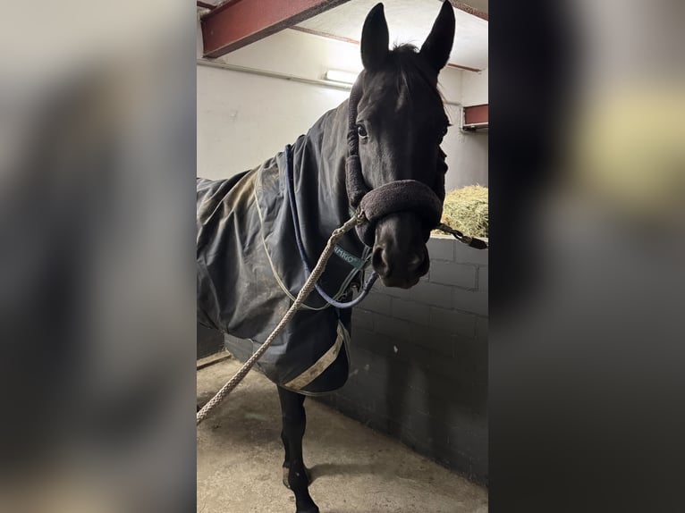 Oldenbourg Jument 6 Ans 170 cm Noir in Issum
