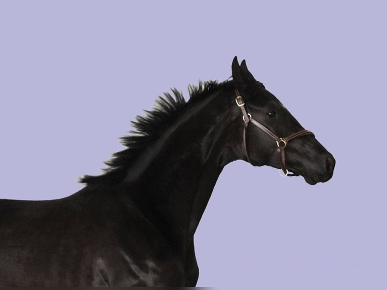 Oldenbourg Jument 6 Ans 170 cm Noir in Vechta