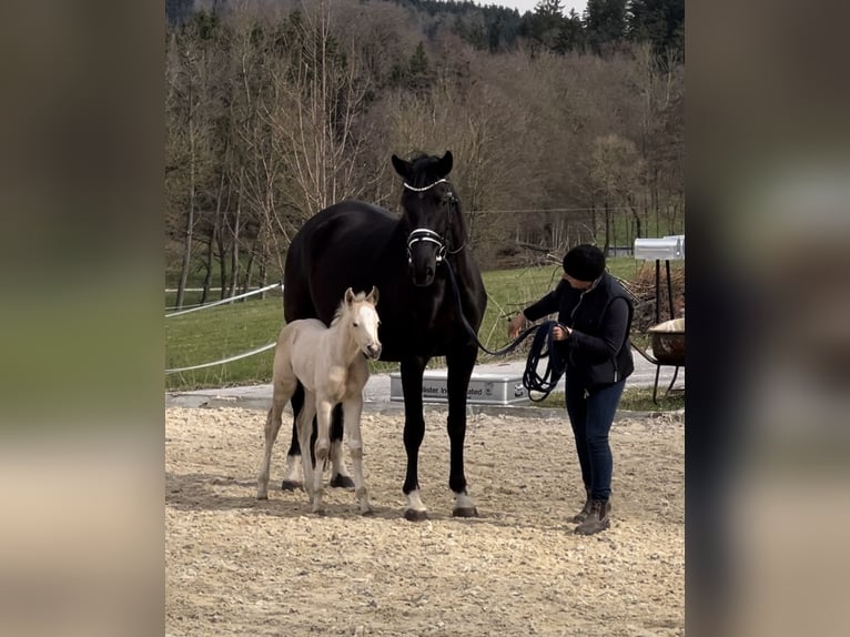 Oldenbourg Jument 6 Ans 170 cm Noir in Reichertsheim