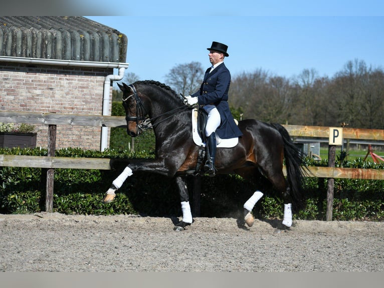 Oldenbourg Jument 6 Ans 170 cm Noir in Sankt Wolfgang