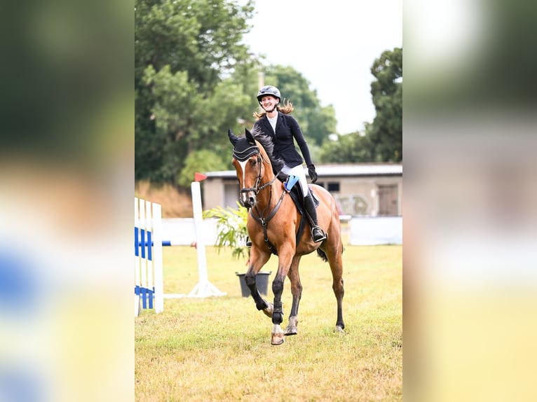 Oldenbourg Jument 6 Ans 171 cm Bai in Kühren-Burkartshain