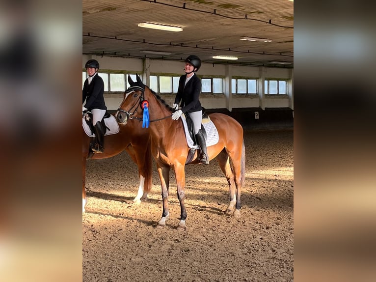 Oldenbourg Jument 6 Ans 171 cm Bai in Kühren-Burkartshain