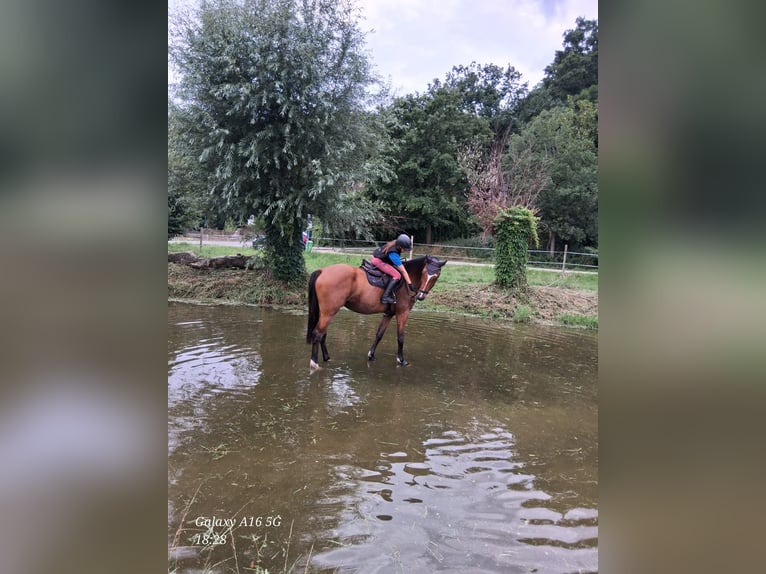 Oldenbourg Jument 6 Ans 171 cm Bai in Kühren-Burkartshain