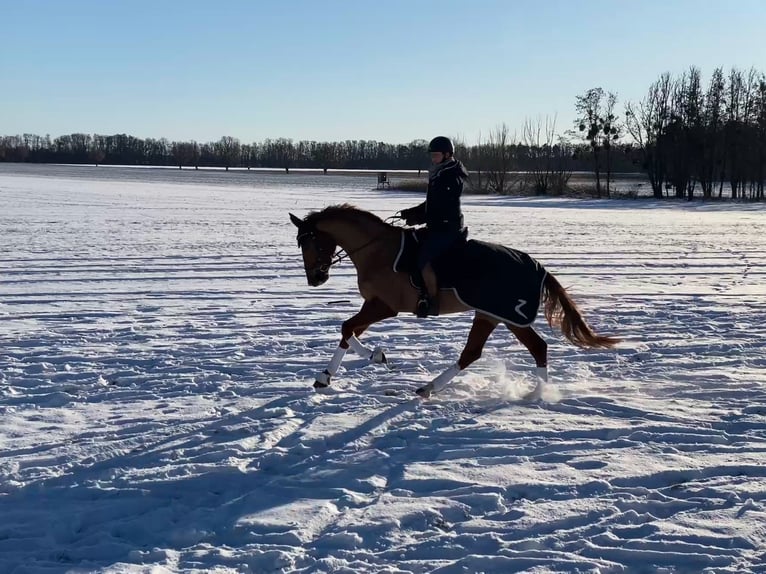 Oldenbourg Jument 6 Ans 172 cm Alezan in Bliesdorf