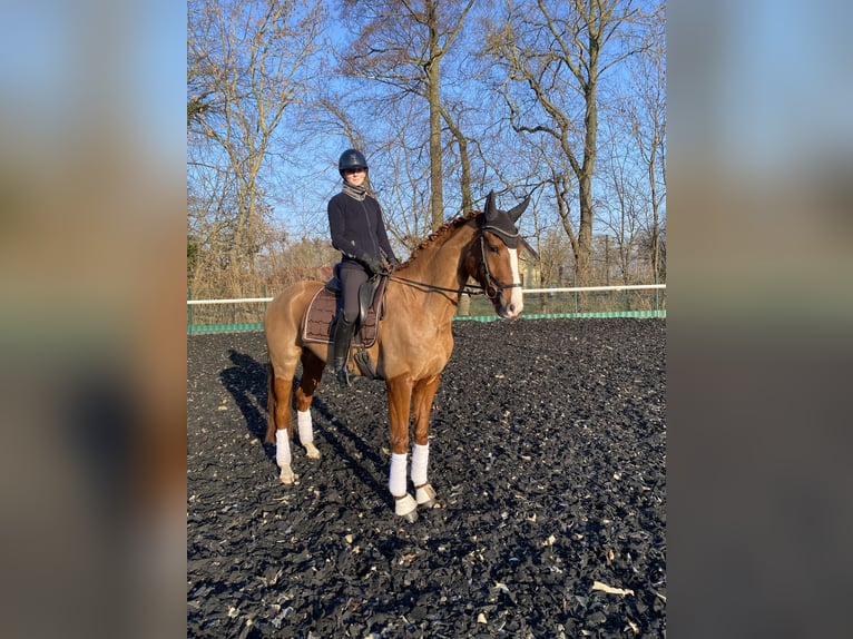 Oldenbourg Jument 6 Ans 172 cm Alezan in Bliesdorf