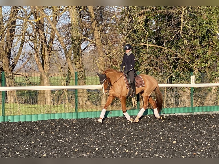 Oldenbourg Jument 6 Ans 172 cm Alezan in Bliesdorf