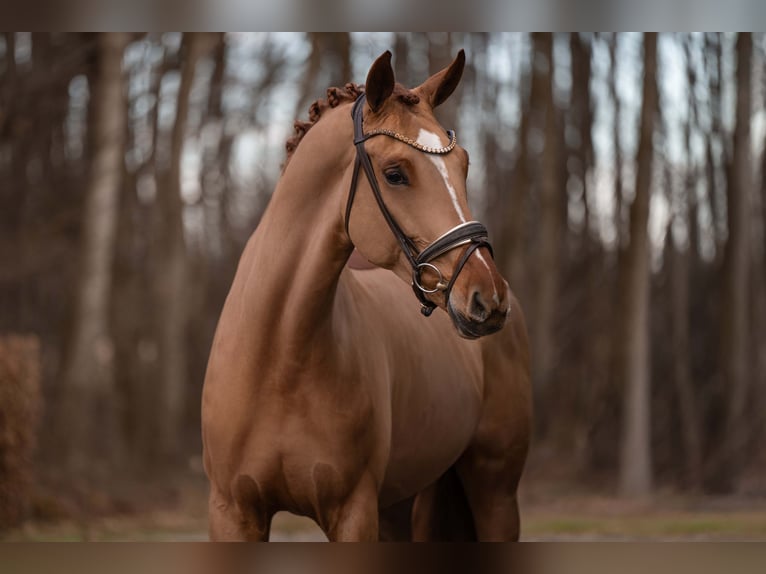 Oldenbourg Jument 6 Ans 172 cm Alezan in Wehringen