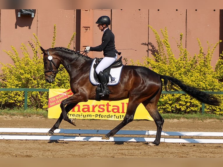 Oldenbourg Jument 6 Ans 172 cm Bai brun in Düren