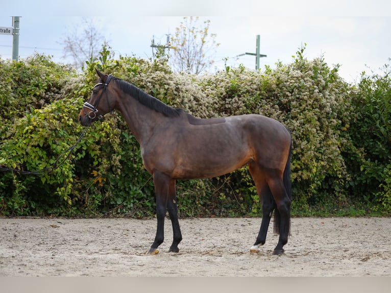 Oldenbourg Jument 6 Ans 172 cm Bai brun in Hürtgenwald