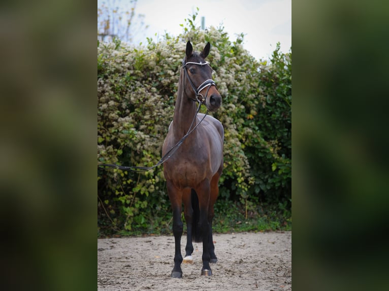 Oldenbourg Jument 6 Ans 172 cm Bai brun in Hürtgenwald