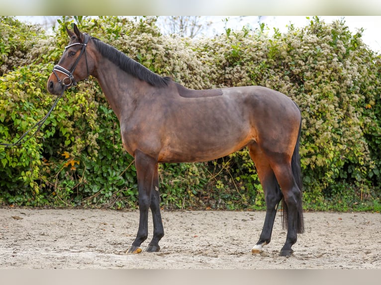 Oldenbourg Jument 6 Ans 172 cm Bai brun in Hürtgenwald