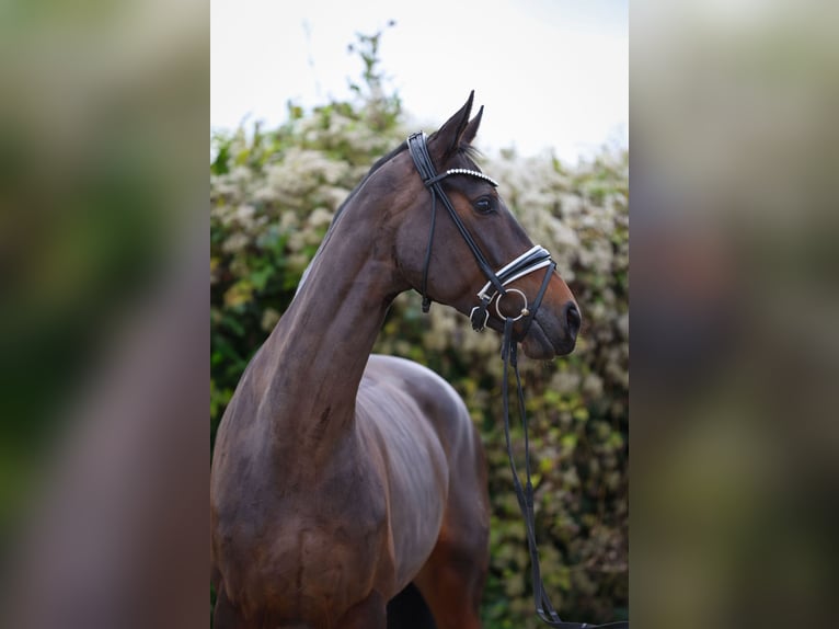 Oldenbourg Jument 6 Ans 172 cm Bai brun in Hürtgenwald