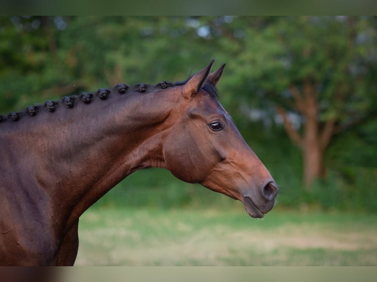 Oldenbourg Jument 6 Ans 172 cm Bai brun in Ebenweiler