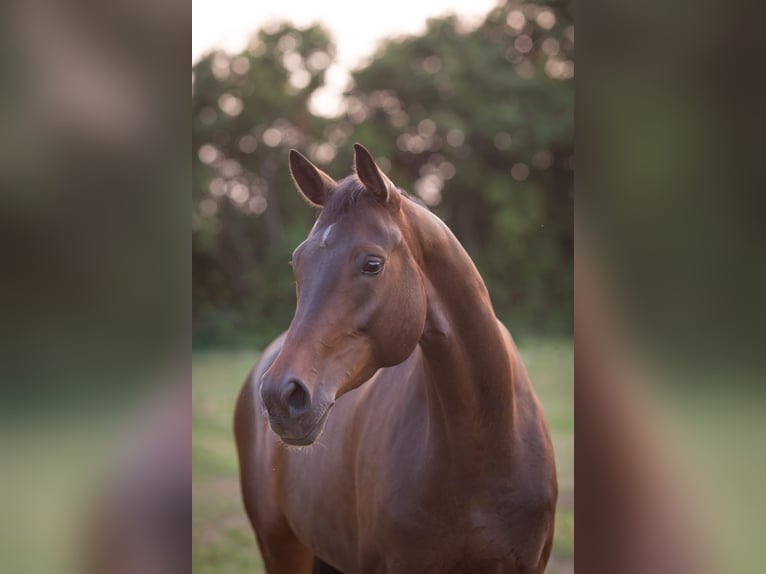 Oldenbourg Jument 6 Ans 172 cm Bai brun in Ebenweiler