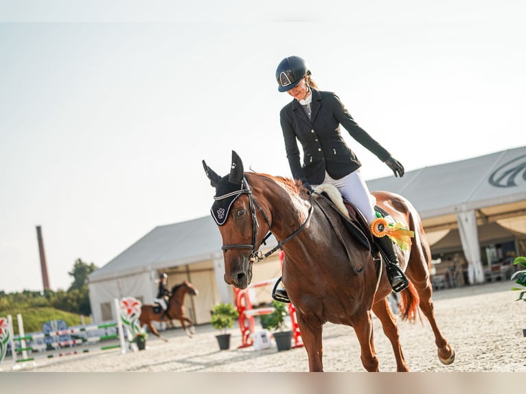 Oldenbourg Jument 6 Ans 172 cm Bai brun in Motešice