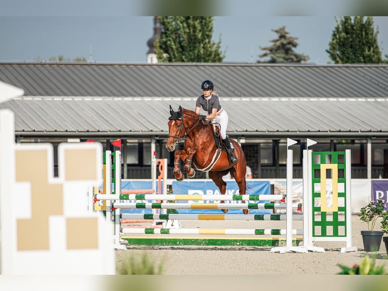 Oldenbourg Jument 6 Ans 172 cm Bai brun in Motešice