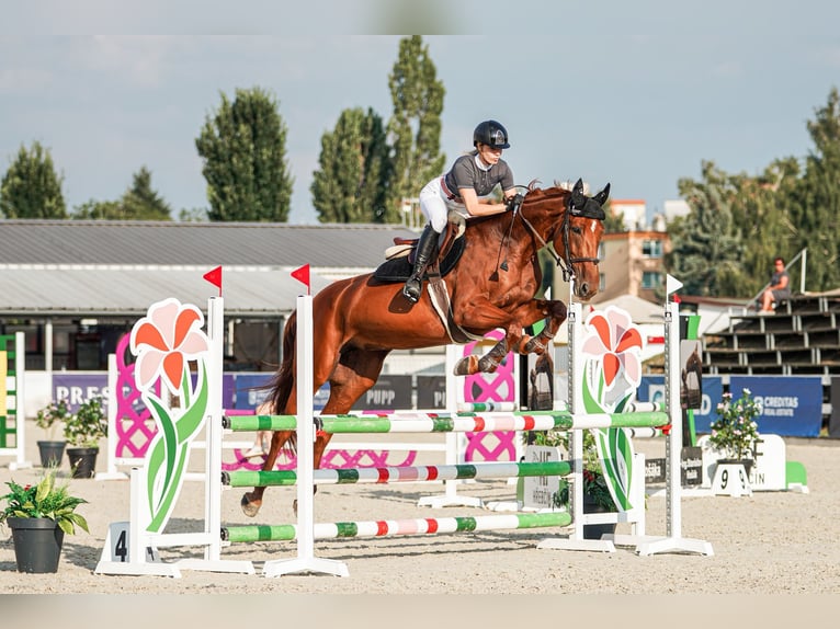 Oldenbourg Jument 6 Ans 172 cm Bai brun in Motešice